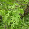 Quercus robur-Дуб черешчатый ф. рассеченнолистная